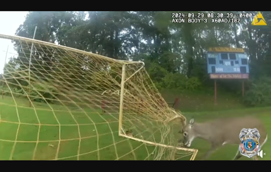Annapolis Officer's Quick Thinking Saves Deer Caught in Soccer Net at Peninsula Park