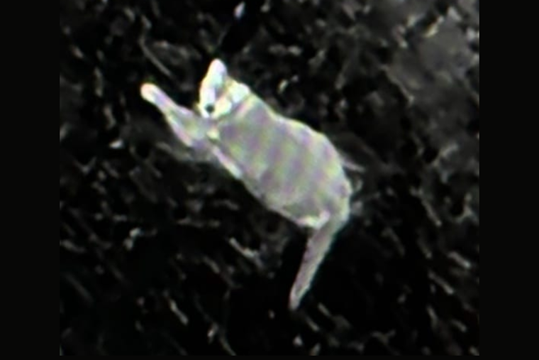 Antioch Residents on High Alert as Mountain Lion Sightings Rise in Residential Areas