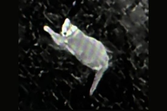 Antioch Residents on High Alert as Mountain Lion Sightings Rise in Residential Areas
