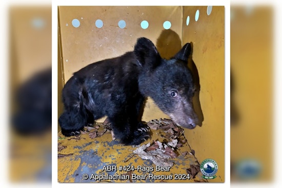 Appalachian Bear Rescue Provides Haven for Orphaned Cubs After Traffic Fatality Near Townsend