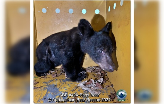 Appalachian Bear Rescue Provides Haven for Orphaned Cubs After Traffic Fatality Near Townsend