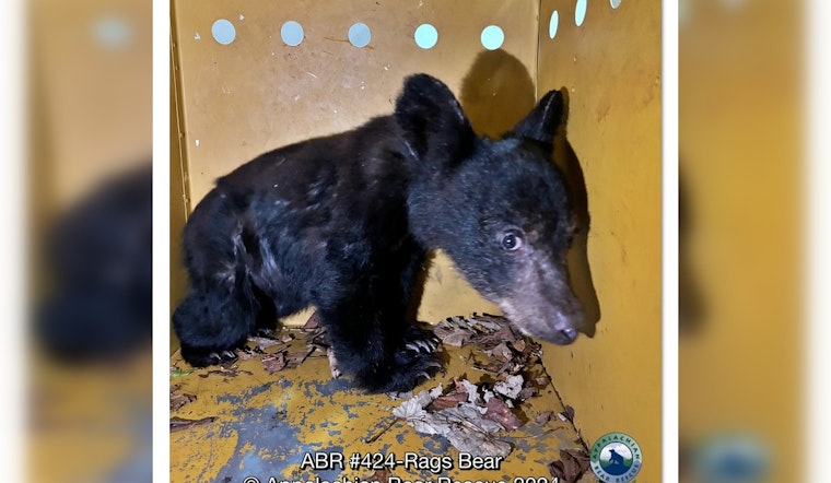 Appalachian Bear Rescue Provides Haven for Orphaned Cubs After Traffic Fatality Near Townsend