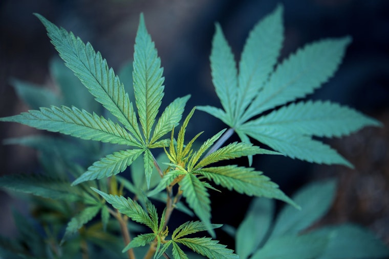 Arizona Court of Appeals Clarifies: Medical Marijuana Dispensaries Can Operate Near Preschools