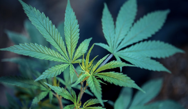 Arizona Court of Appeals Clarifies: Medical Marijuana Dispensaries Can Operate Near Preschools