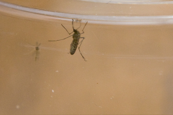 Arlington to Undertake Targeted Mosquito Ground Spraying After Positive West Nile Virus Sample
