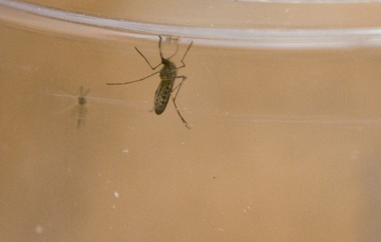 Arlington to Undertake Targeted Mosquito Ground Spraying After Positive West Nile Virus Sample