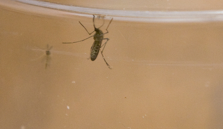Arlington to Undertake Targeted Mosquito Ground Spraying After Positive West Nile Virus Sample