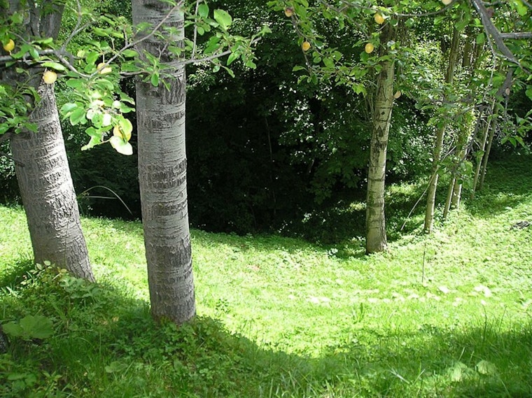 Austin City Council Approves $10 Million Public Tree Inventory to Enhance Urban Green Infrastructure