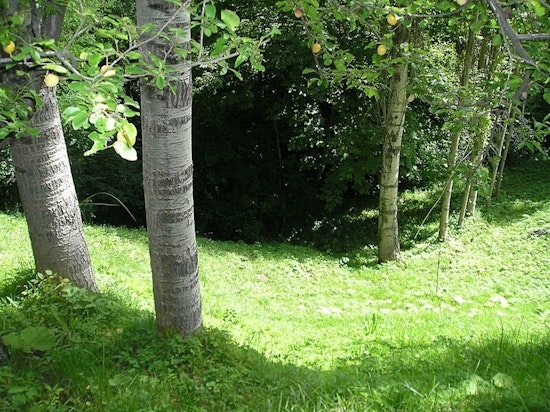 Austin City Council Approves $10 Million Public Tree Inventory to Enhance Urban Green Infrastructure