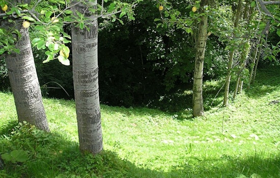 Austin City Council Approves $10 Million Public Tree Inventory to Enhance Urban Green Infrastructure