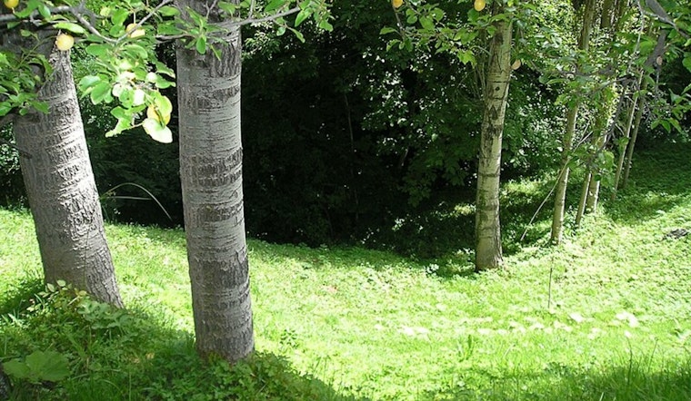 Austin City Council Approves $10 Million Public Tree Inventory to Enhance Urban Green Infrastructure