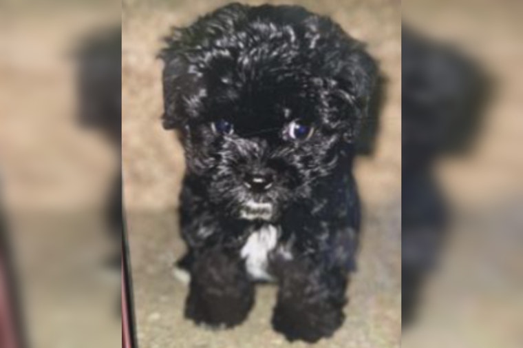 Authorities in Northeast D.C. Seek Public's Help to Find Puppy Stolen from Car, Reward Offered for Tips