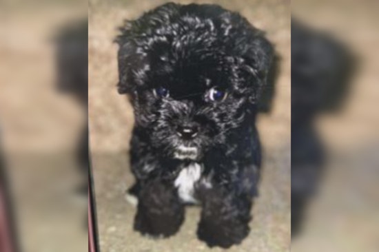Authorities in Northeast D.C. Seek Public's Help to Find Puppy Stolen from Car, Reward Offered for Tips