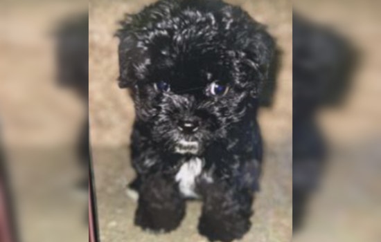 Authorities in Northeast D.C. Seek Public's Help to Find Puppy Stolen from Car, Reward Offered for Tips