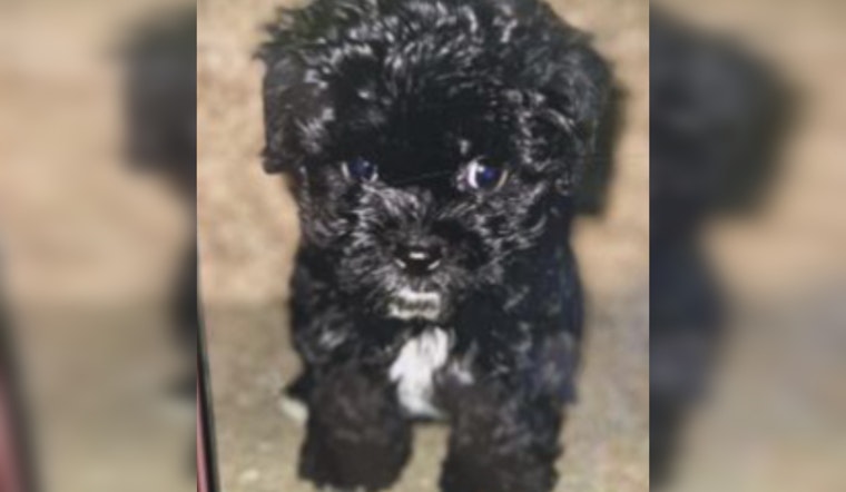 Authorities in Northeast D.C. Seek Public's Help to Find Puppy Stolen from Car, Reward Offered for Tips