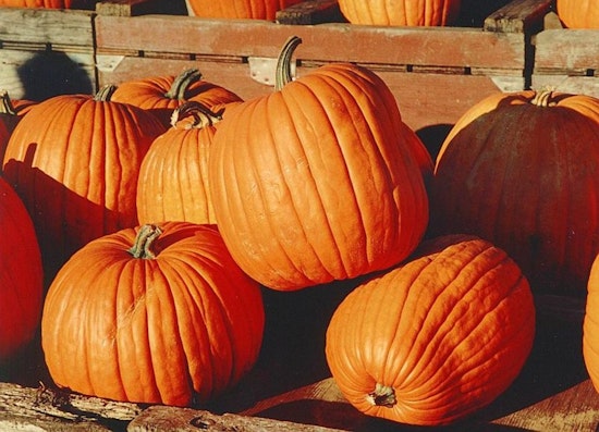Autumn Fun in Duluth, Toddlers and Families Invited to Seasonal Festivities Including Pumpkin Palooza