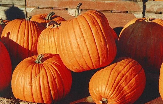 Autumn Fun in Duluth, Toddlers and Families Invited to Seasonal Festivities Including Pumpkin Palooza