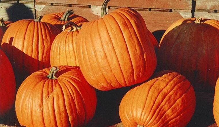 Autumn Fun in Duluth, Toddlers and Families Invited to Seasonal Festivities Including Pumpkin Palooza