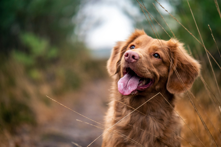 Baltimore County Animal Services Champions Pet Ownership with "Life is Better with Pets" Campaign