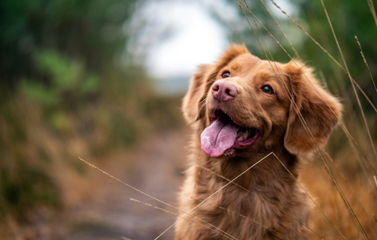 Baltimore County Animal Services Champions Pet Ownership with "Life is Better with Pets" Campaign