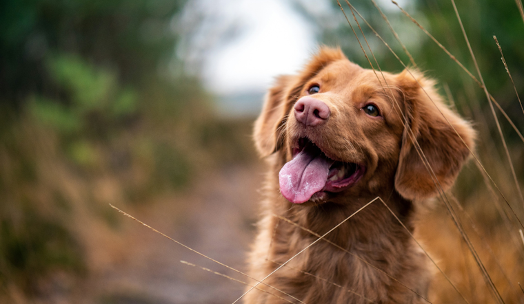Baltimore County Animal Services Champions Pet Ownership with "Life is Better with Pets" Campaign