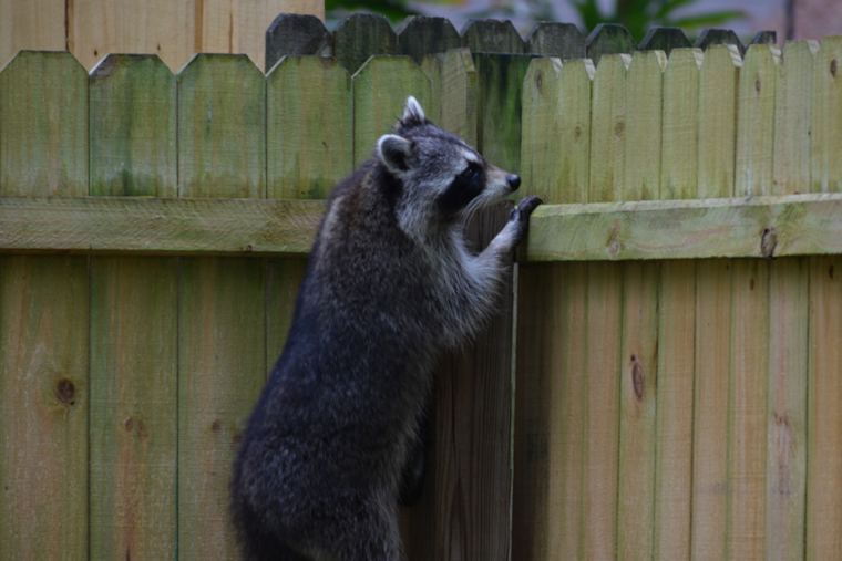 Douglas County Health Department Alerts Residents of Rabies Risk From Encounters with Local Wildlife