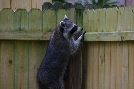 Douglas County Health Department Alerts Residents of Rabies Risk From Encounters with Local Wildlife