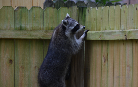 Douglas County Health Department Alerts Residents of Rabies Risk From Encounters with Local Wildlife