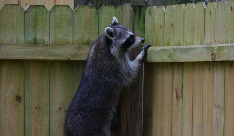Douglas County Health Department Alerts Residents of Rabies Risk From Encounters with Local Wildlife