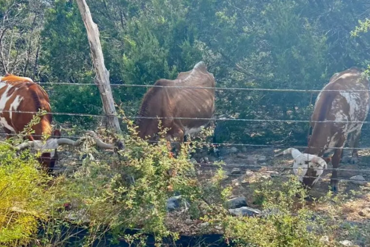 Bexar County Deputies Respond to Concerns Over Thin Longhorn Near Six Flags Fiesta Texas