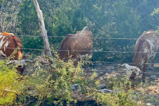Bexar County Deputies Respond to Concerns Over Thin Longhorn Near Six Flags Fiesta Texas