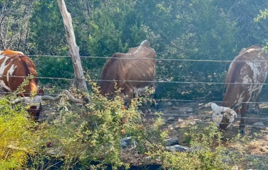 Bexar County Deputies Respond to Concerns Over Thin Longhorn Near Six Flags Fiesta Texas
