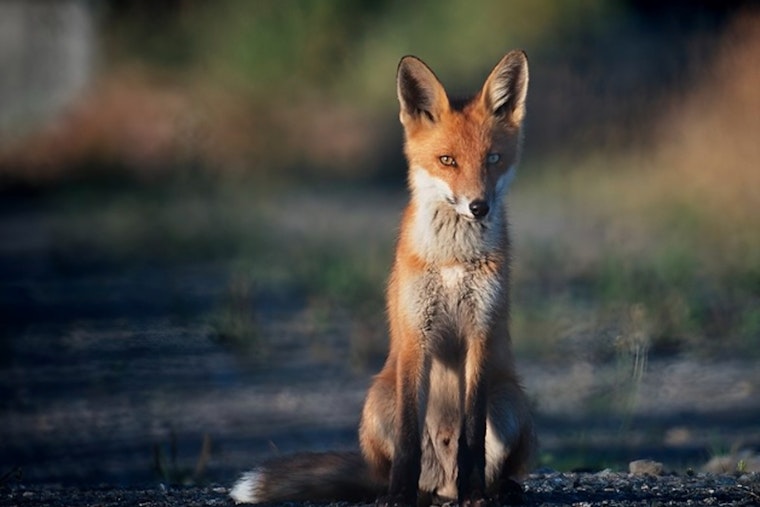 Boerne Issues Alert After Resident Bitten by Suspected Rabid Fox as City Intensifies Search Efforts