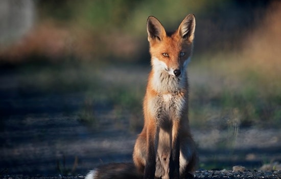 Boerne Issues Alert After Resident Bitten by Suspected Rabid Fox as City Intensifies Search Efforts