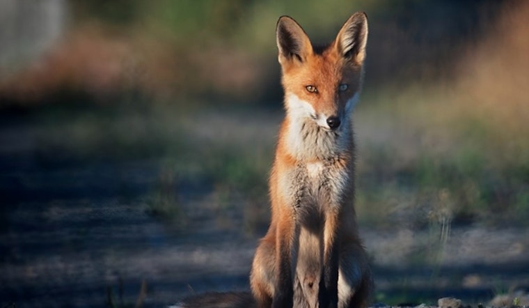 Boerne Issues Alert After Resident Bitten by Suspected Rabid Fox as City Intensifies Search Efforts