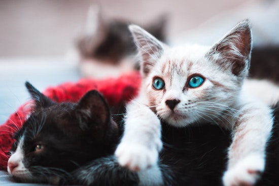 Boston CATstravaganza Draws Cat Lovers Citywide, Aid Local Rescues and Charities