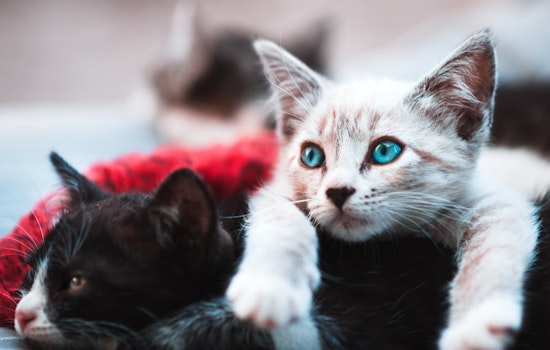 Boston CATstravaganza Draws Cat Lovers Citywide, Aid Local Rescues and Charities