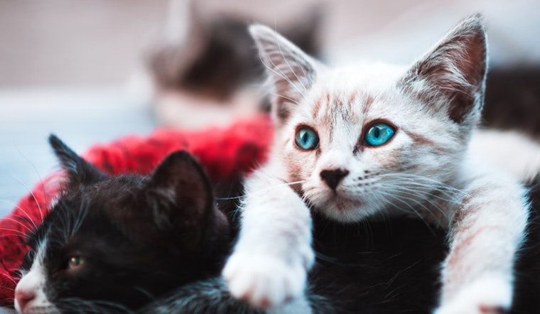 Boston CATstravaganza Draws Cat Lovers Citywide, Aid Local Rescues and Charities