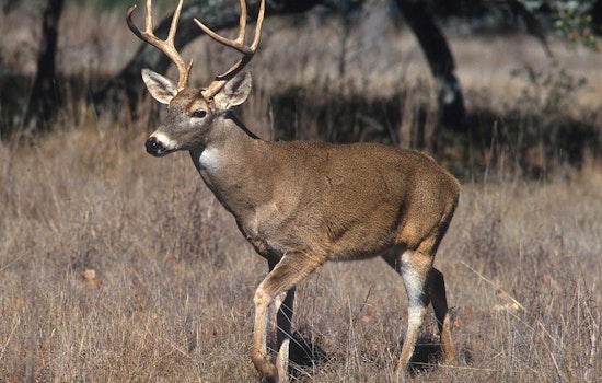 Bountiful Texas Deer Season Expected, TPWD Urges Hunters to Follow New Regulations and CWD Testing