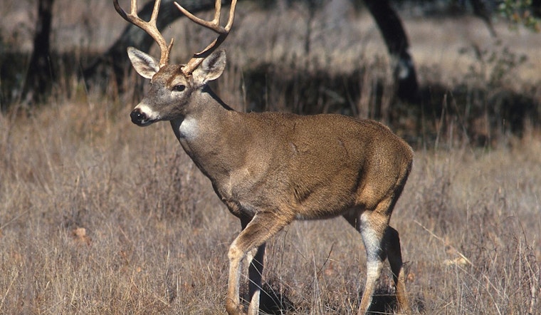 Bountiful Texas Deer Season Expected, TPWD Urges Hunters to Follow New Regulations and CWD Testing