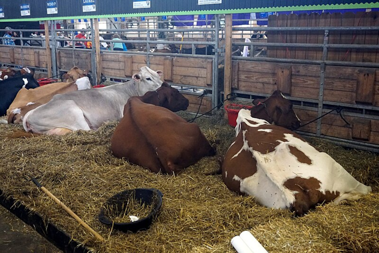 Cache County Dairies Quarantined as Bird Flu Detected in Cattle; Minimal Impact on Food Supply Expected