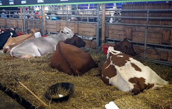 Cache County Dairies Quarantined as Bird Flu Detected in Cattle; Minimal Impact on Food Supply Expected