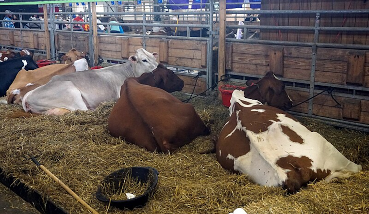 Cache County Dairies Quarantined as Bird Flu Detected in Cattle; Minimal Impact on Food Supply Expected
