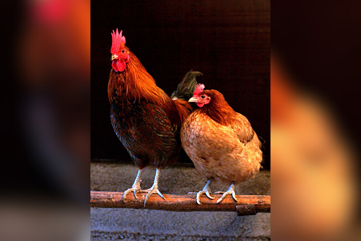 Cache County, Utah Faces Major Bird Flu Outbreak, 1.8 Million Chickens