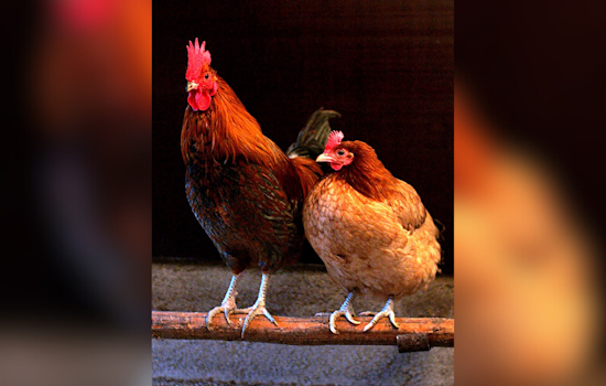 Cache County, Utah Faces Major Bird Flu Outbreak, 1.8 Million Chickens Culled Amid Swift Quarantine Measures