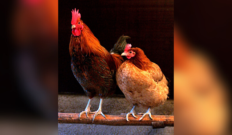 Cache County, Utah Faces Major Bird Flu Outbreak, 1.8 Million Chickens Culled Amid Swift Quarantine Measures