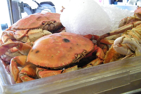 California Delays Commercial Dungeness Crab Season Opening to Safeguard Migrating Humpback Whales