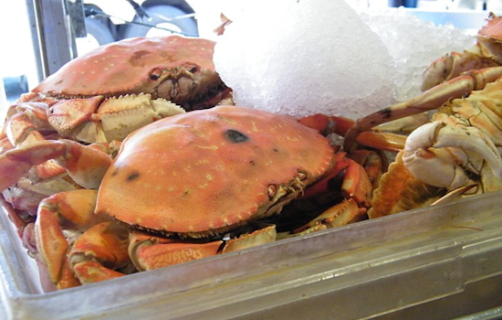California Delays Commercial Dungeness Crab Season Opening to Safeguard Migrating Humpback Whales