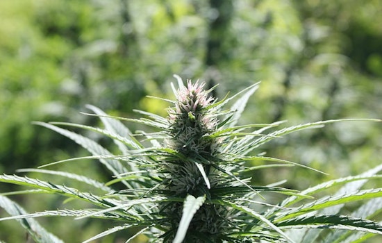 California Prevails in Court to Uphold Stringent Hemp Regulations Protecting Minors from THC Exposure