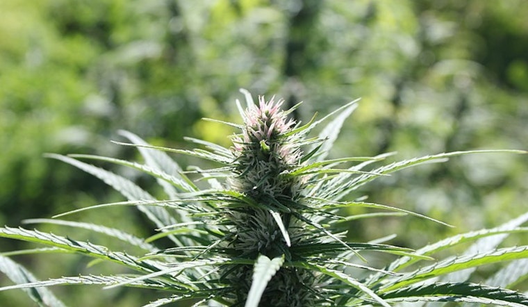 California Prevails in Court to Uphold Stringent Hemp Regulations Protecting Minors from THC Exposure